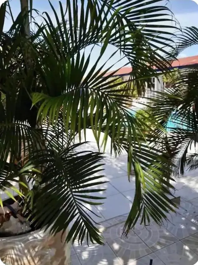 Chez Lilly Lejlighedshotel Oranjestad